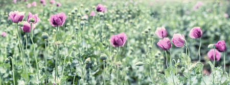 Purple poppy flower, meadow of poppy flowersの写真素材
