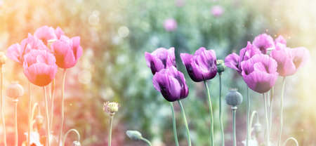 Poppy flowers, beautiful purple poppy flowers lit by sunlightの写真素材