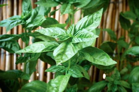 Fresh organic basil, basil spice used in cooking, in culinaryの写真素材