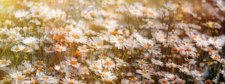Flower in meadow, flowering dayisy flowers, beautiful nature in springの写真素材