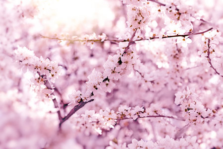 Flowering tree, beautiful branch in bloom, blooming fruit tree, flower branches lit by sun rays