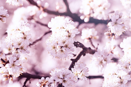 Tree blossom, beautiful flowering branch in springtime