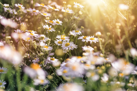 Selective and soft focus on flowers, field of daisies, wild chamomile lit by sun rays in sunsetの写真素材