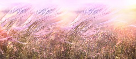 Beautiful grass in meadow, silky, softness high grass in sunset