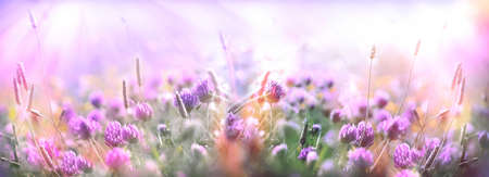 Selective and soft focus on clover, flowering clover flower in meadowの写真素材