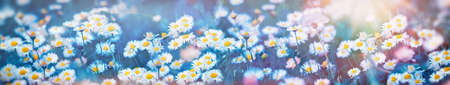 Daisy flowers im meadow lit by sunlightの写真素材