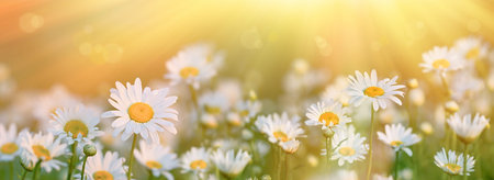 Summer meadow with daisies and sunbeams. Nature backgroundの写真素材