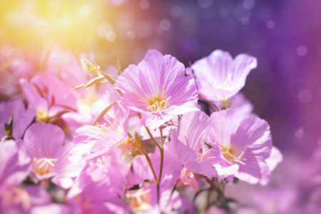 Beautiful pink evening primrose flowers in the garden. Nature backgroundの写真素材