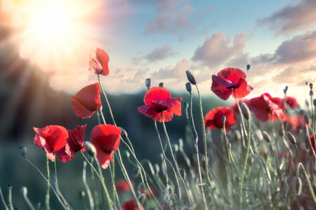 Poppy flower, sunset in meadow of red poppy flowersの写真素材