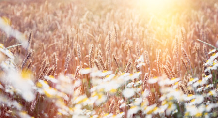 Beautiful wheatfield, sunset in wheat field,
wheat field and sun, ears of wheat close upの写真素材
