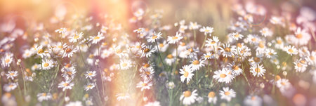 Beautiful daisies in the meadow. Spring background. Chamomile in the meadow, blooming wild chamomile. 
Selective and soft focus on beautiful chamomile flowers in the meadowの写真素材