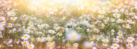 Butterfly on chamomile flower in the meadow. Selective and soft focus on chamomile flowers. Field of daisies on a sunny day. Beautiful landscape in springの写真素材