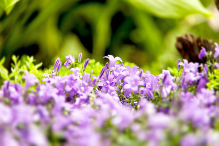 Beautiful bluebell flowers in the garden. Selective focus. Purple flowers in grass. Beautiful nature...