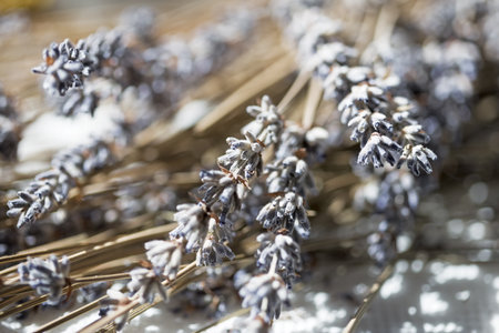 Dried lavender flowers on a white background. Beautiful dry lavender close up. Selective focus.の写真素材