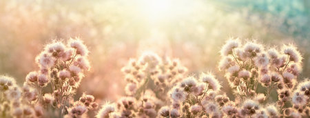 Thistle in the meadow, thistle seed lit by the sun. Beautiful flowers meadow at sunset. Floral background. Nature composition.の写真素材
