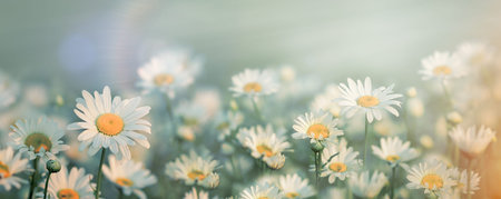 Beautiful daisies on a meadow. Floral background. Daisy flowers in meadow, selective and soft focus...