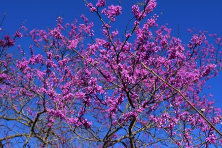 Strong color shows strong message.の写真素材