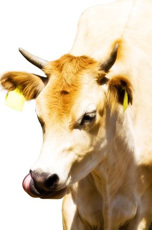 funny portrait of a cowの写真素材