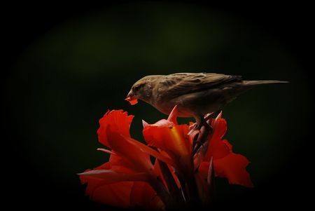 sparrow closeupの写真素材