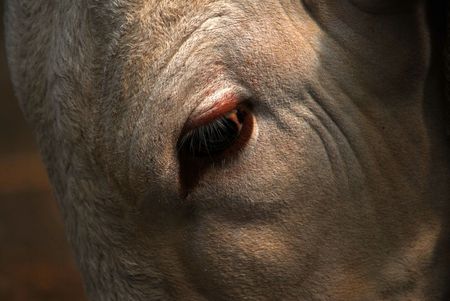 bull eyeの写真素材