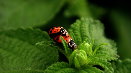 ladybird metingの写真素材