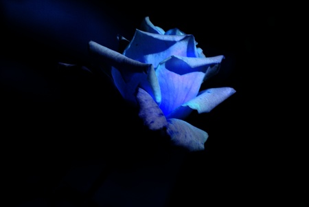 blue roseの写真素材