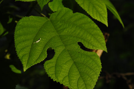 green Anjeer    leaf