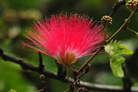 Dev Jambhul   の写真素材