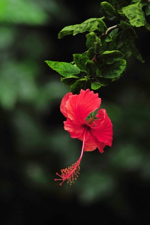 red Hibiscus; rosa sinensis ; Ayurvedic Medicinal Plant ; Indiaの写真素材