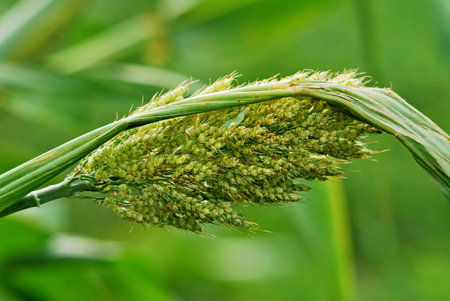 jawar, milt corn