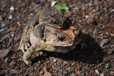 Mother frog and baby frog の写真素材