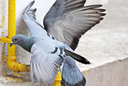 pigeon fightの写真素材