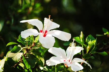 white China Rose, Hibiscus ,   closeup,Poona, maharashtra, Indiaの写真素材
