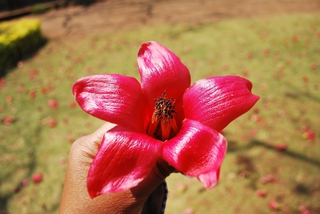 Silk Cotton Tree  flower, Kapok Tree, closeup,Poona,Maharashtr, Indiaの写真素材