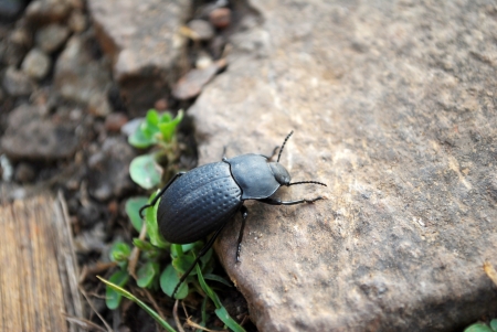 Ground Beetle  Ophonus diffinis ,Poona,Maharashtra,Indiaの写真素材
