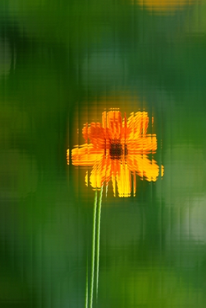 Flower in mirror imageの写真素材