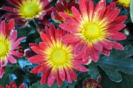 Gazania   ,Poona,Maharashtra,IndiAの写真素材