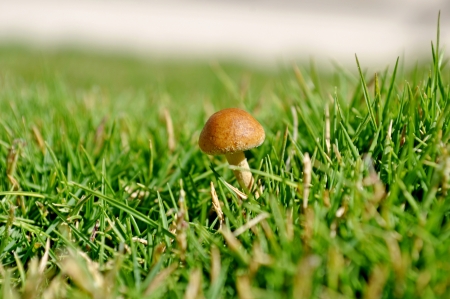 Small brown mushroom on moss ,poona,Indi,Maharashtraの写真素材