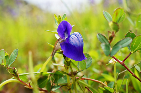 Net Veined Bladderwort Flowers Utricularia reticulata Kaas  SataraMaharashtra Indiaの写真素材