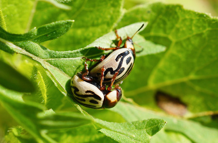 Harmonia axyridis insectPoonaMaharashtraIndiaの写真素材