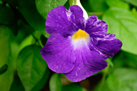 Orchid pansy cupid's bow Hot Water Plant MonkeyFaced Pansy PoonaMahrshtraIndiaの写真素材