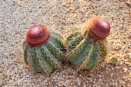 Melocactus Grows just sit in narrow cracks of solid rook rows in dry areas where rainwater quickly disappears. The fruit of this plant sometimes remain embedded inside the cephalium bristles with seeds waiting perhaps for the parent plant to die and proviの写真素材