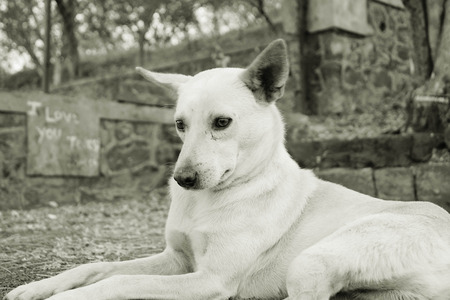 Country dog sitting,Parvati, Poona,Mahrshtra,Indiaの写真素材