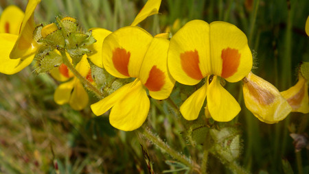 Bristly Smithia, Smithia setulosa, Fabaceae pea family,Kass,Satara,Mahrshtra,Indiaの写真素材
