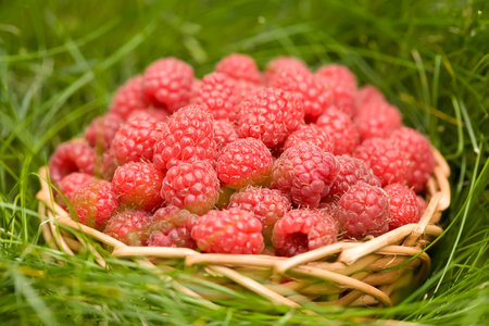 Ripe raspberries in a wicker basket