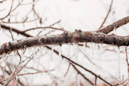 Ice-covered tree branches after freezing rain