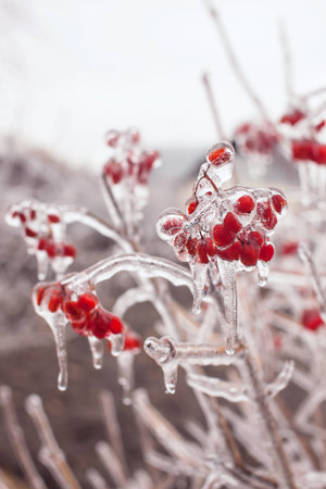 Ice-covered branches viburnum after freezing rain