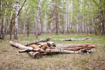 Wooden logs lie stacked in the forestの写真素材