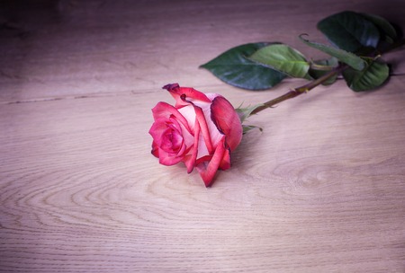 Beautiful rose on wooden background.の写真素材
