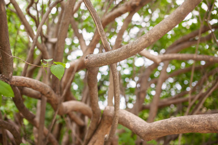 Branches and trunks of an old lilac bush.